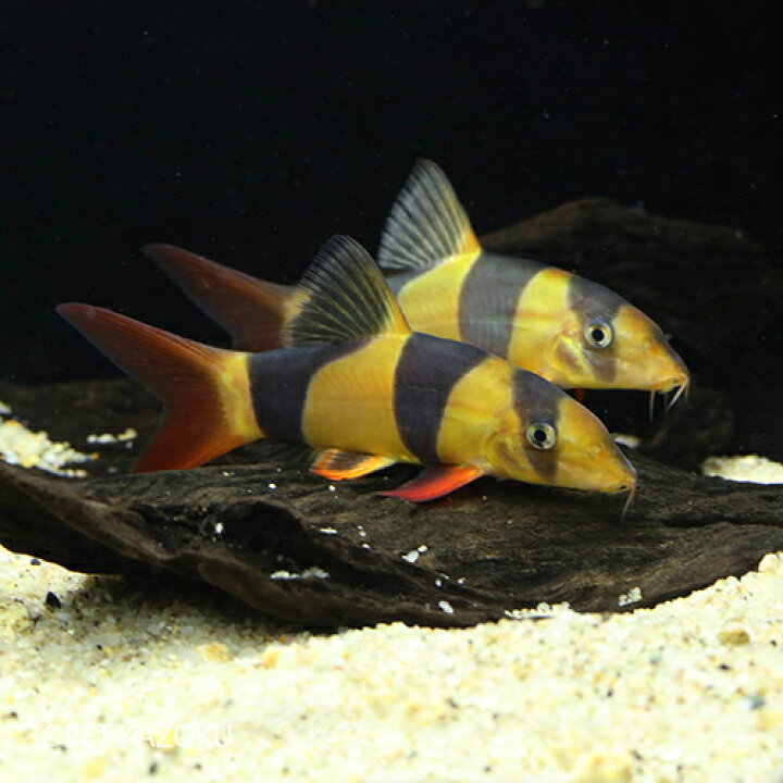 楽天市場 クラウンローチ Ml 1匹 観賞魚 魚 アクアリウム 熱帯魚 ローチ ペット 未来アクアリウム 楽天市場店