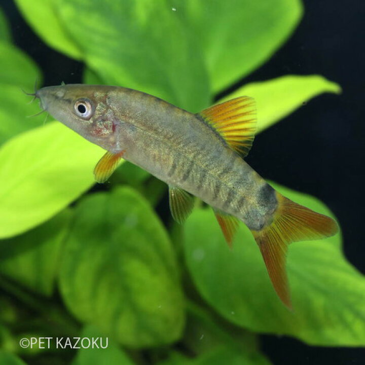 楽天市場 レッドフィンタイガーボティア 観賞魚 魚 アクアリウム 熱帯魚 ペット 未来アクアリウム 楽天市場店