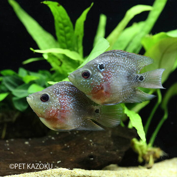 楽天市場 キリンパロット 1匹 観賞魚 魚 アクアリウム 熱帯魚 アメリカンシクリッド ペット 未来アクアリウム 楽天市場店 楽天市場 キリンパロット 1匹 観賞魚 魚 アクアリウム 熱帯魚 アメリカンシクリッド ペット 未来アクアリウム 楽天市場店
