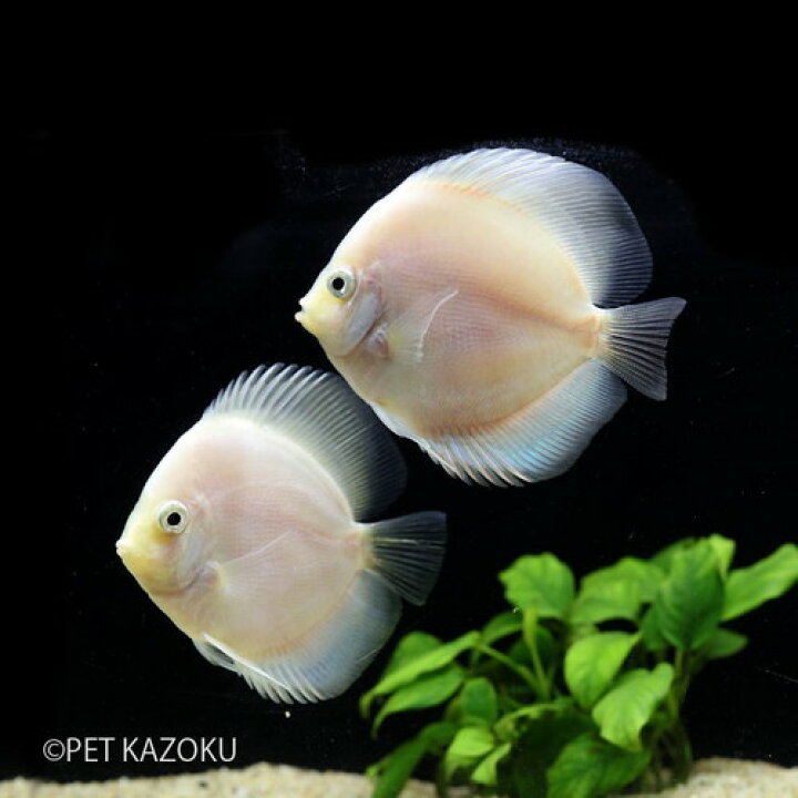 楽天市場 ホワイトダイヤモンドディスカス Ml 1匹 観賞魚 魚 アクアリウム 熱帯魚 ディスカス ダイヤモンドディスカス 未来アクアリウム 楽天 市場店
