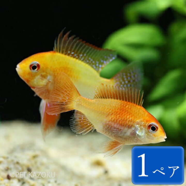 楽天市場 ジャパンレッドラミレジ 国内ブリード 1ペア 観賞魚 魚 アクアリウム 熱帯魚 ペット アメリカンシクリッド 小型 未来アクアリウム 楽天市場店