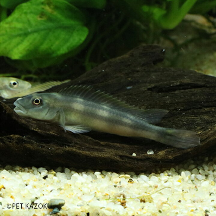 楽天市場 ステアトクラヌス ティナンティ コンゴ 1匹 アフリカンシクリッド シクリッド 観賞魚 魚 アクアリウム 熱帯魚 ペット ワイルド 未来アクアリウム 楽天市場店