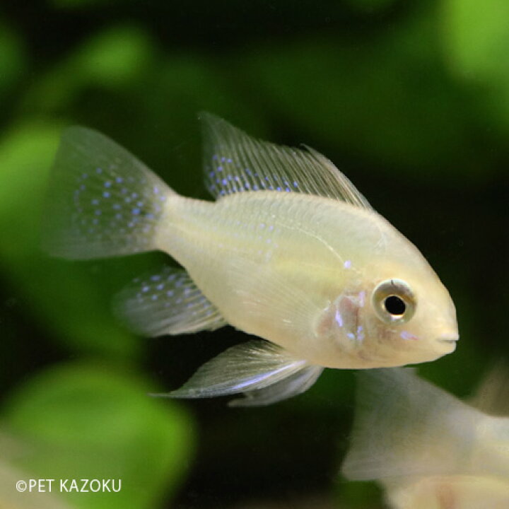 楽天市場 ゴールデンラミレジ 東南ブリード 1匹 ラミレジ アメリカンシクリッド シクリッド 小型 観賞魚 魚 アクアリウム 熱帯魚 ペット 未来アクアリウム 楽天市場店