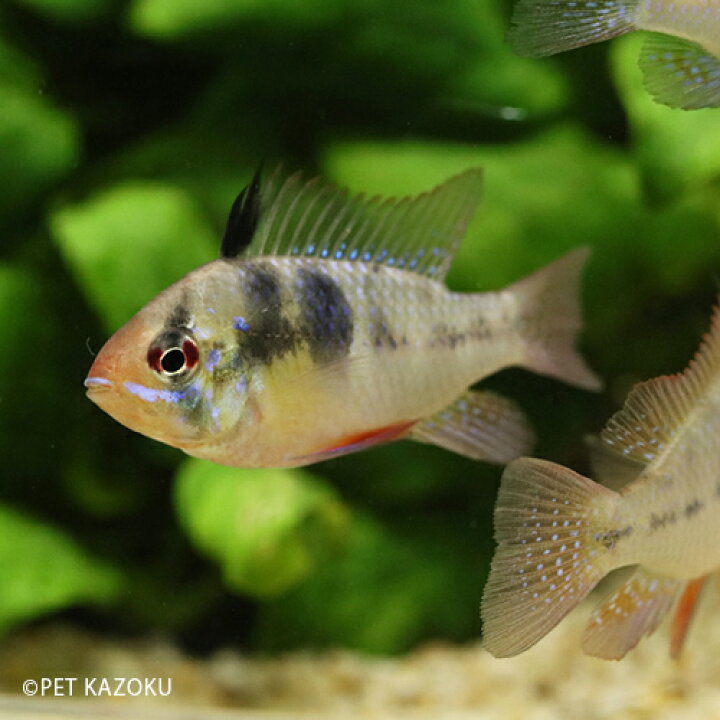 楽天市場 ドイツラミレジ 台湾ブリード Ml 1匹 ラミレジ アメリカンシクリッド シクリッド 観賞魚 魚 アクアリウム 熱帯魚 ペット 未来アクアリウム 楽天市場店 楽天市場 ドイツラミレジ 台湾ブリード Ml 1匹 ラミレジ アメリカンシクリッド シクリッド 観賞魚 魚 アクアリウム 熱帯魚 ペット 未来アクアリウム 楽天市場店