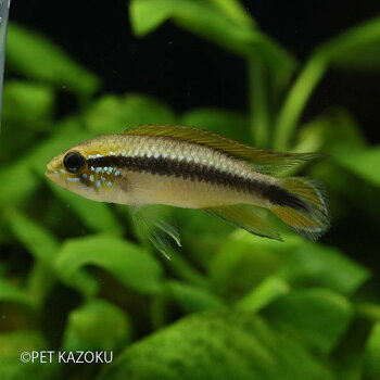 アピストグラマビタエニアータブルー(ペルー)(オスのみ)1匹(3〜4cm程度)ワイルド観賞魚魚アクアリウム熱帯魚ペット水槽飼育アメリカンシクリッド
