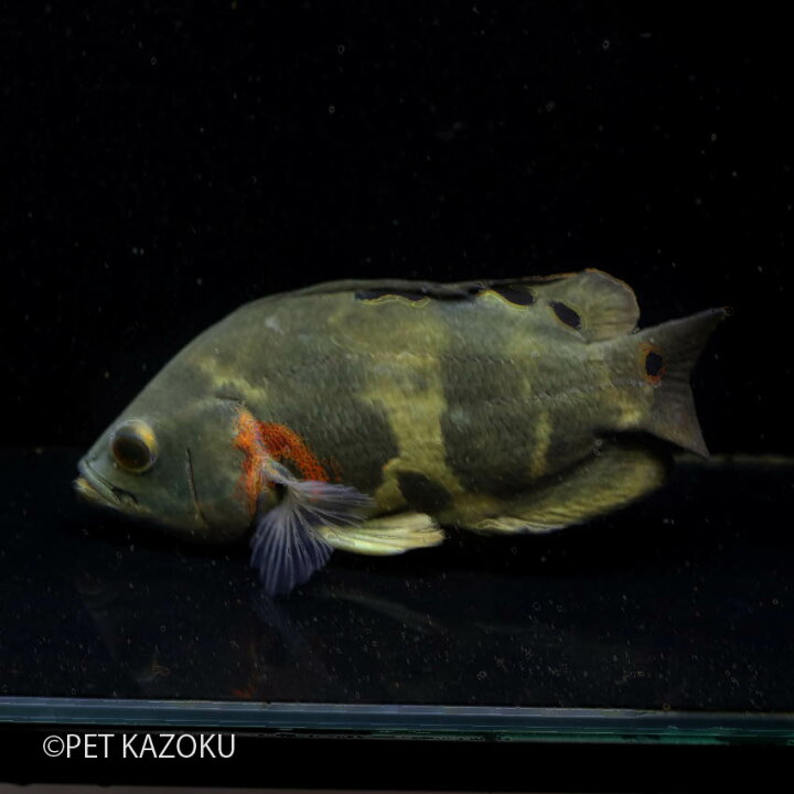 楽天市場 ワイルドオスカードーサルスポット ラーゴアカラ L 1匹 24 27cm程度 観賞魚 魚 アクアリウム 熱帯魚 ペット 飼育 アメリカンシクリッド 未来アクアリウム 楽天市場店