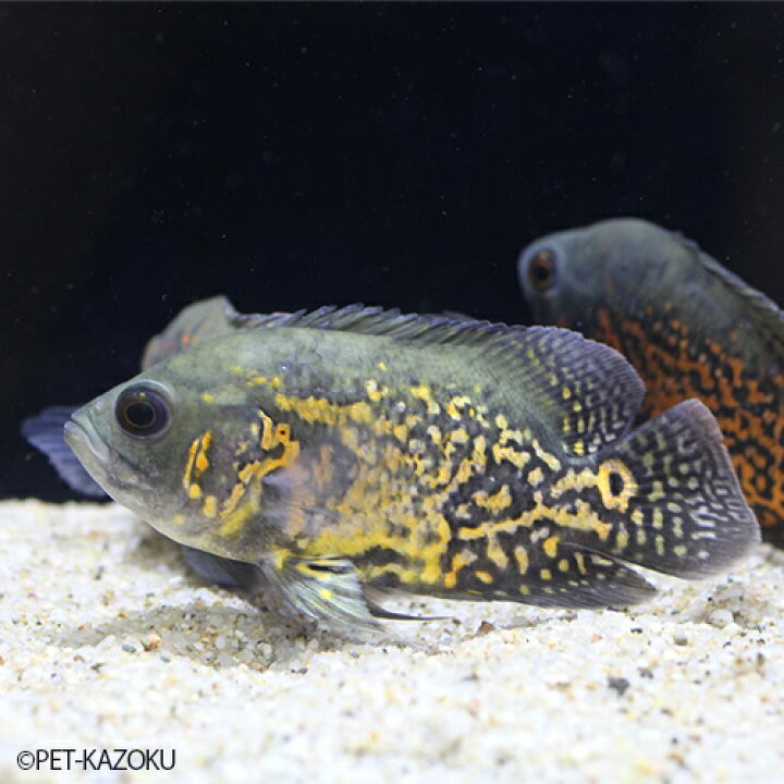 3年保証 熱帯魚 タイガーオスカー 1匹 約5 10cm前後 カラー 雌雄の指定不可 アストロノータス アメリカンシクリッド Shipsctc Org