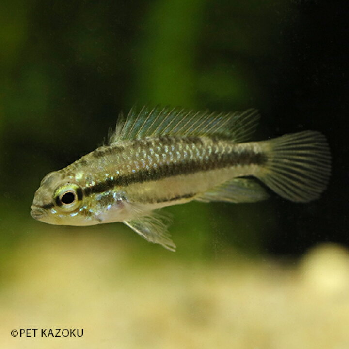 楽天市場 Ap トリファスキアータ グァポレレッド Euブリード 1ペア アピスト アメリカンシクリッド シクリッド 観賞魚 魚 アクアリウム 熱帯魚 ペット 未来アクアリウム 楽天市場店 楽天市場 Ap トリファスキアータ グァポレレッド Euブリード 1ペア アピスト アメリカンシクリッド シクリッド 観賞魚 魚 アクアリウム 熱帯魚 ペット 未来アクアリウム 楽天市場店