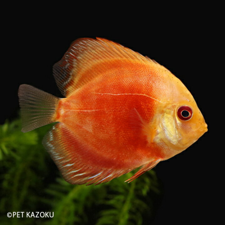 楽天市場 ピジョンパンダディスカス M 1匹 6 7cm程度 ブリード アメリカンシクリッド 観賞魚 魚 アクアリウム 熱帯魚 ペット 未来アクアリウム 楽天市場店