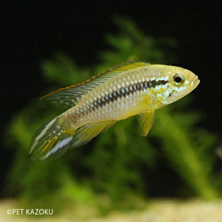 楽天市場 アピストグラマ アガシジ アレンカー Euブリード 1ペア 3 4cm程度 観賞魚 魚 アクアリウム 熱帯魚 ペット 水槽 飼育 アメリカンシクリッド 未来アクアリウム 楽天市場店 楽天市場 アピストグラマ アガシジ アレンカー Euブリード 1ペア 3 4cm程度 観賞魚 魚 アクアリウム 熱帯魚 ペット 水槽 飼育 アメリカンシクリッド 未来アクアリウム 楽天市場店
