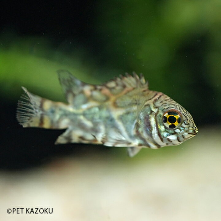楽天市場 ワイルドオスカー リオ デミニ S 1匹 3cm程度 観賞魚 魚 アクアリウム 熱帯魚 ペット 飼育 アメリカンシクリッド 未来アクアリウム 楽天市場店