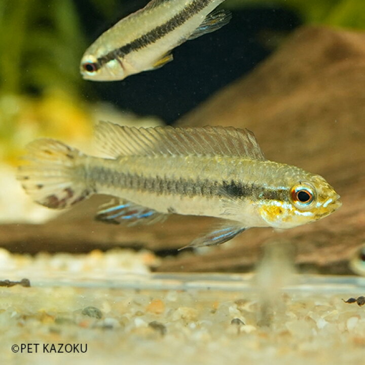 楽天市場 タエニアカラ カンディティ リオ デミニ 雌雄指定不可 1匹 3cm程度 観賞魚 魚 アクアリウム 熱帯魚 ペット 飼育 アメリカンシクリッド 未来アクアリウム 楽天市場店