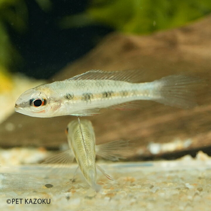 楽天市場 チェッカーボードシクリッド カイクビ Ml 雌雄指定不可 1匹 4 5cm程度 観賞魚 魚 アクアリウム 熱帯魚 ペット 飼育 アメリカンシクリッド 未来アクアリウム 楽天市場店