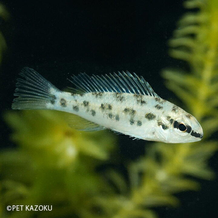 楽天市場 ディクロススspネグロ Dicrossus Fuine 雌雄指定不可 1匹 3 4cm程度 観賞魚 魚 アクアリウム 熱帯魚 ペット 飼育 アメリカンシクリッド 未来アクアリウム 楽天市場店
