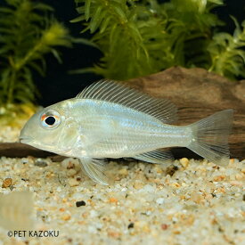 楽天市場 ファー 熱帯魚 アクアリウム ペット ペットグッズ の通販