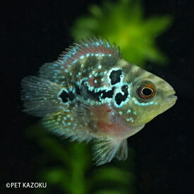 楽天市場 アメリカンシクリッドの通販