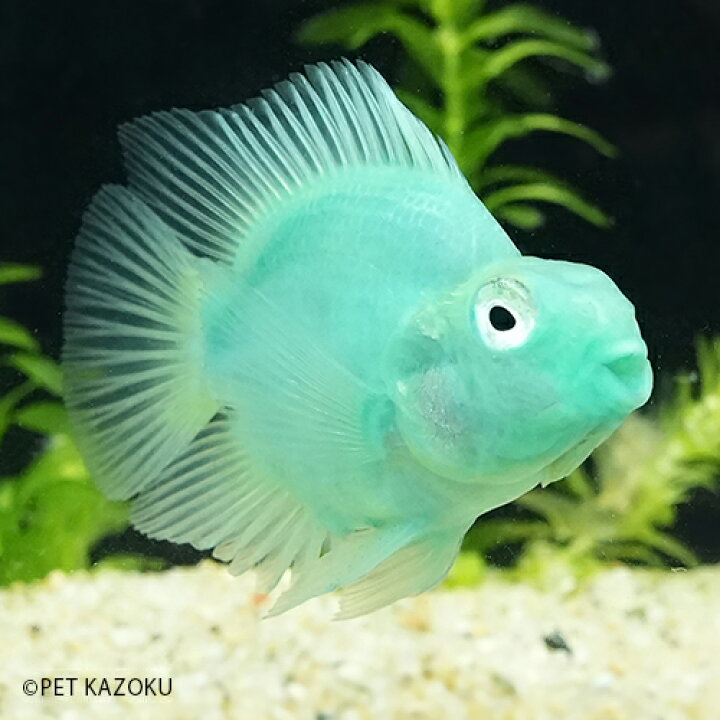 楽天市場 グリーンパロット 1匹 6cm程度 観賞魚 魚 アクアリウム 熱帯魚 ペット 水槽 飼育 アメリカンシクリッド 未来アクアリウム 楽天市場店
