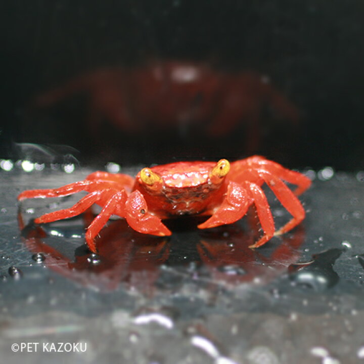 楽天市場 バンパイアクラブ レッドルビー 1匹 クラブ カニ かに アクアリウム ペット 未来アクアリウム 楽天市場店 楽天市場 バンパイアクラブ レッドルビー 1匹 クラブ カニ かに アクアリウム ペット 未来アクアリウム 楽天市場店