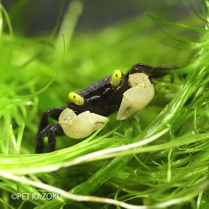 楽天市場 バンパイアクラブ ゴールデンアイ 1匹 2 3cm程度 ワイルド カニ かに アクアリウム クラブ ペット 水槽 飼育 未来アクアリウム 楽天市場店