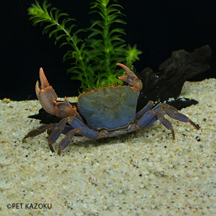 楽天市場 レッドポタモンクラブ 1匹 5cm程度 クラブ カニ かに アクアリウム ペット 未来アクアリウム 楽天市場店