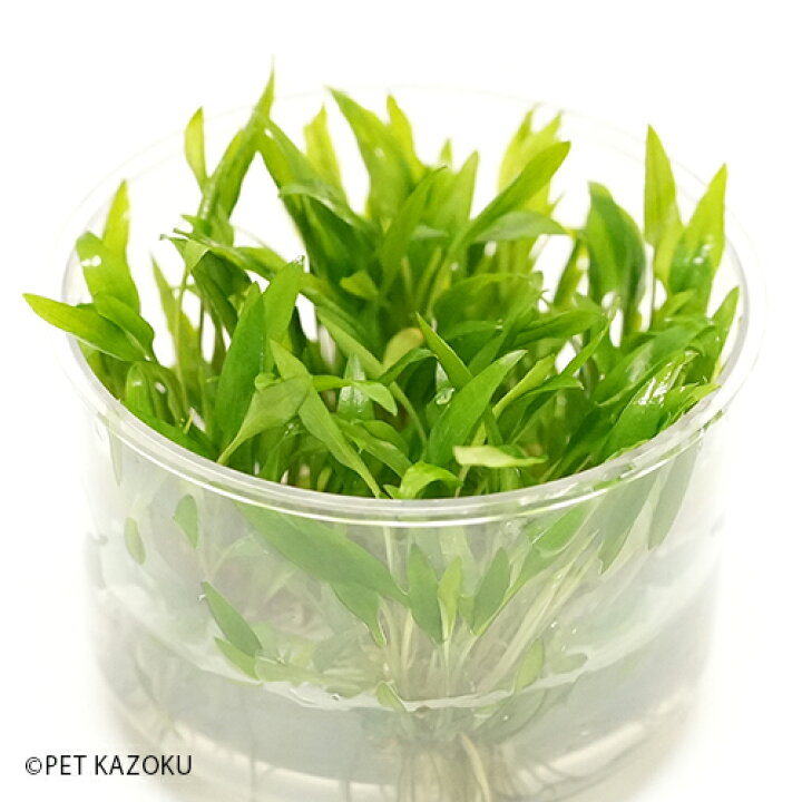 楽天市場 クリプトコリネ ウェンティ グリーンゲッコー 組織培養カップ 水草 輸入 アクアリウム 未来アクアリウム 楽天市場店