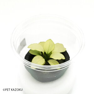 水草 アヌビアスの人気商品 通販 価格比較 価格 Com 水草 アヌビアスの人気商品 通販 価格比較 価格 Com