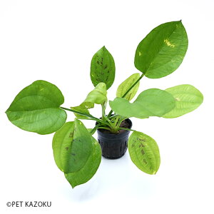 水草 エキノドルス ペットの人気商品 通販 価格比較 価格 Com