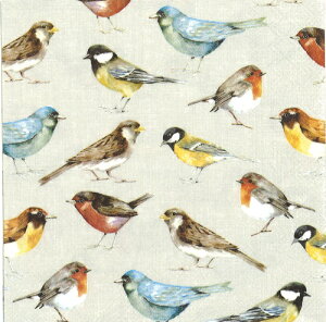 IHR y[p[ivLTHE BIRDS creami20j  r R}h p^[ fRp[W  fG  ؂₩ VbN GKg nhCh