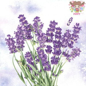 Paper+Design y[p[ivL Lavender oasisi20jx_[ voX u[P ԕ 킢  GKg ؂₩ fRp[W