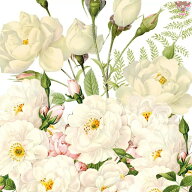 PPD ペーパーナプキン☆Roses Blancs☆（1枚/バラ売り）ローズ 薔薇 白い花 花柄 ホワイトローズ ヴィン…