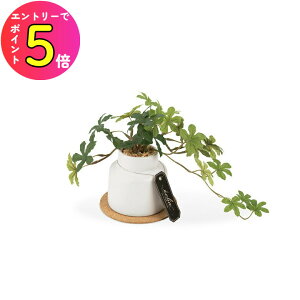 [|Cgő15{] LV} GNA LA[eBtBVO[ ^Cv(S) VK[pC ECLIA KH-61250 ϗtA tFCNO[ lH L CeAG 킢  