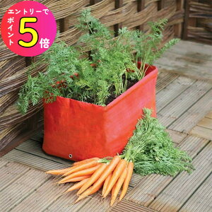 [|Cgő15{] Haxnicks Carrot Patio Planter ߂zv^[  [^Cv 2Zbg #00361