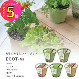 [ポイント最大15倍] 家庭菜園 GD-411 エコットM 5種類から選べます(※ミニトマトは12月〜6月のみの販売です) 聖新陶芸