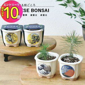 [9Gg[P10{!] ƒ뉀 GD-640 JAPANESE BONSAI  4ނ畿Iׂ܂(_ _ gxm ԕxm) V|