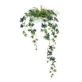 楽天市場 つる 性 植物 花の通販