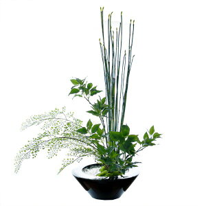 寄せ植え 観葉植物の人気商品 通販 価格比較 価格 Com