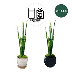 開店祝い 盆栽 観葉植物の人気商品 通販 価格比較 価格 Com