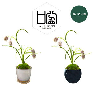観葉植物 和風 モダンの人気商品 通販 価格比較 価格 Com 観葉植物 和風 モダンの人気商品 通販 価格比較 価格 Com