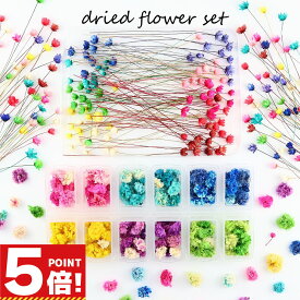 【P5倍!お買い物マラソンCPあり】 ドライフラワーセット かすみ草 花頭 スターフラワー 枝付き よく一緒に使う 花材2種セット【 レジン封入 材料 封入 素材 花材 ハーバリウムボールペン ネイルヘッド カスミソウ かすみそう 小分け 素材 ハーバリウム レジン材料 】