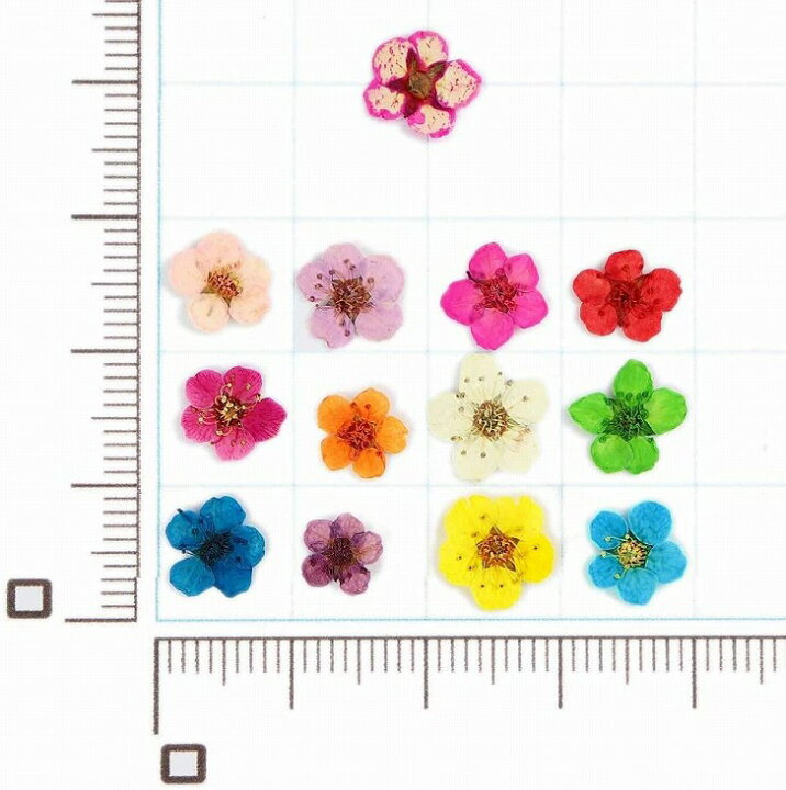 楽天市場】ドライフラワー 上質 押し花 素材 パーツ こでまり 12色 120  
