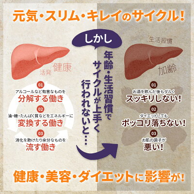 【楽天市場】【ランキング1位】 スルフォラファン サプリ 肝臓 機能性表示食品 サプリメント 肝機能が気になる方へ 肝臓ケア ALT