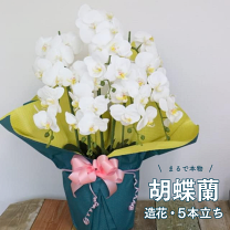 楽天市場】胡蝶蘭光触媒の通販