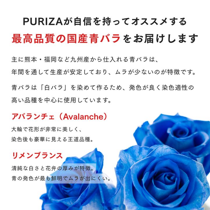 楽天市場】【様々な贈り物におすすめ】 ブルーローズ PURIZA 送料無料