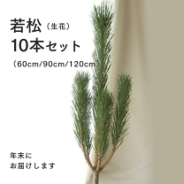 楽天市場】若松 切り花の通販