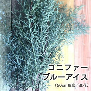 Rjt@[ u[ACX NX}Xԍ NX}X^[ c[ ؂ 50cmx  5{