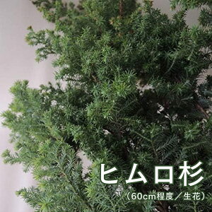 q Tc}XM NX}Xԍ NX}X^[ c[ ؂ 60cmx 5{