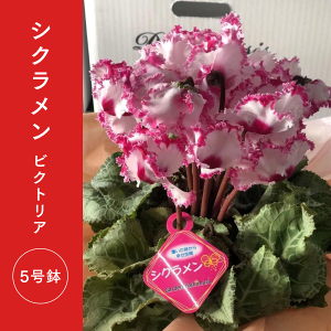 yzJo[t VN rNgA VNA VN A VN5 