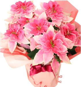 |CZ`AAbsOt [U sN vZ`A NX}Xt[