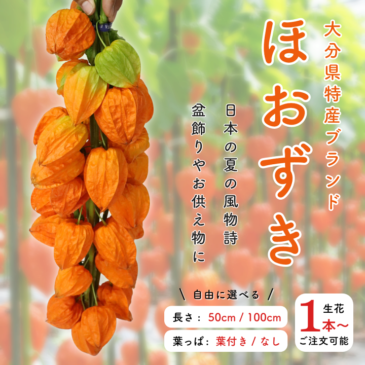 楽天市場】【生花】ほおずき（ホオズキ・鬼灯） 50cm/100cm 葉