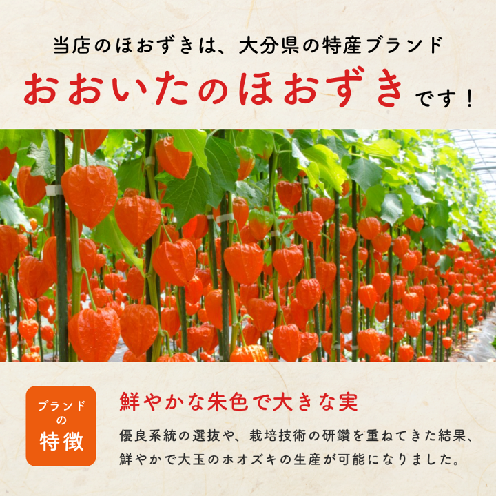 いで　『蓮』・『ほおずき』2点セット 楽天市場】【生花】ほおずき（ホオズキ・鬼灯） 50cm/100cm 葉